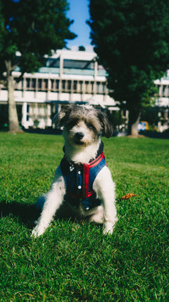 Mascota con su placa