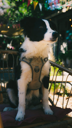 Mascota con su placa