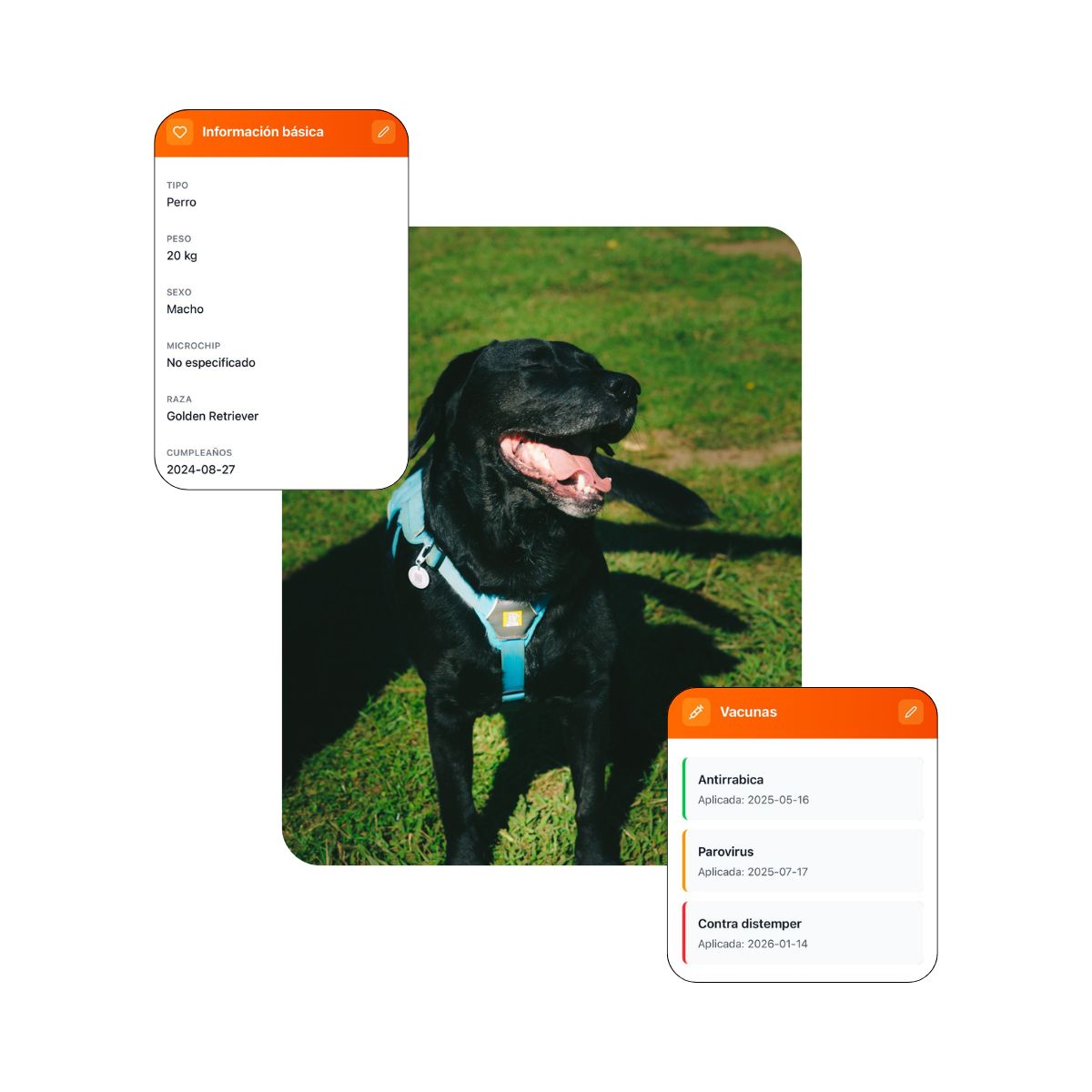 Perfil digital mascota TDS